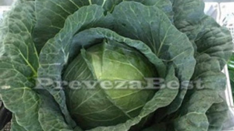 Λάχανο-γίγας στην Πρέβεζα