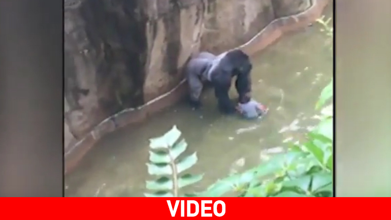 Πυροβόλησαν γορίλα που πλησίασε 4χρονο αγόρι