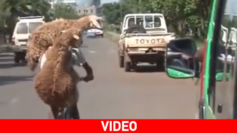 Tα πρόβατα βγήκαν βόλτα με ποδήλατο….