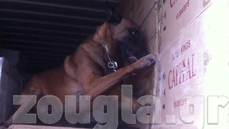 O δεύτερος σκύλος της υπηρεσίας ακούει στο όνομα DIABLO και αποτελεί τον πονοκέφαλο για τους λαθρέμπορους τσιγάρων