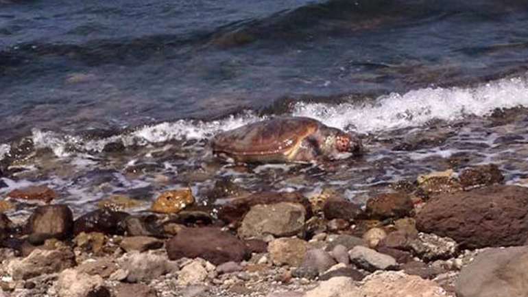 Καρέτα – καρέτα ξεβράστηκε νεκρή στον Κόλπο της Καλλονής Καρέτα – καρέτα ξεβράστηκε νεκρή στον Κόλπο της Καλλονής