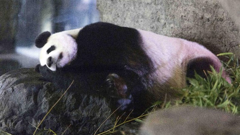 Ένα γιγάντιο πάντα γεννήθηκε τη νύκτα σε πάρκο του Βελγίου