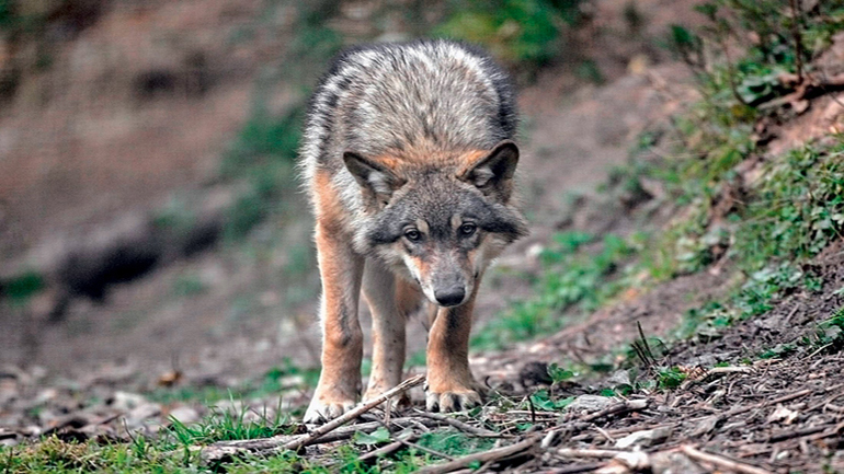 Σπάνιες φυλές ζώων εξαφανίζονται στην Ροδόπη