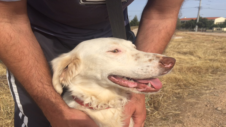 Χαρίζεται η αθλητική σκυλίτσα Στέβη