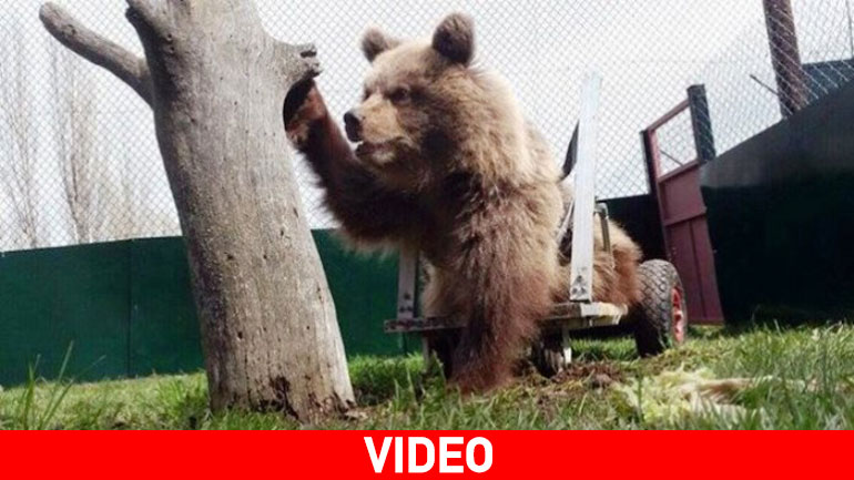 Αρκτούρος: Η πρώτη αρκούδα με αναπηρικό αμαξίδιο στον κόσμο