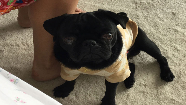 Χάθηκε ο Νero – Δίνεται αμοιβή σε όποιον τον βρει