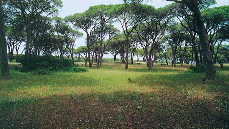 Ηλεία: Είχαν στήσει υπαίθριο οίκο ανοχής στο δάσος της Στροφυλλιάς! Ηλεία: Είχαν στήσει υπαίθριο οίκο ανοχής στο δάσος της Στροφυλλιάς!