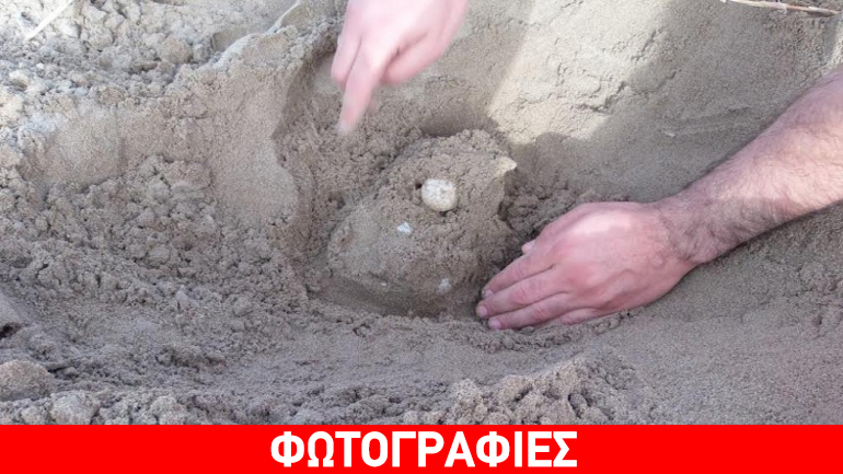 Εντοπίστηκε η πρώτη φωλιά Καρέτα Καρέτα στη βορειοδυτική Πελοπόννησο