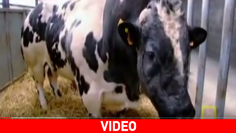 Belgian Blue, ένα γιγαντιαίο είδος αγελάδας…