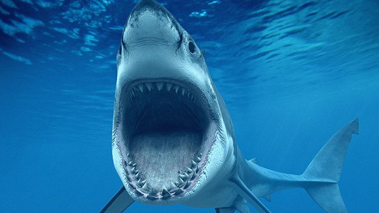 Αυστραλία: Καρχαρίας-τέρας σκότωσε δύτη