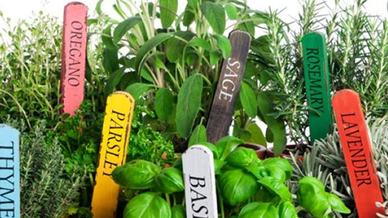 Eυεργετικά μυρωδικά για σωστή διατροφή και τέλειο σώμα!