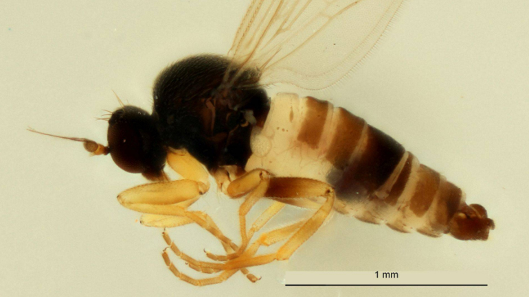Άγνωστο είδος μύγας ανακαλύφθηκε στις… Βρυξέλλες