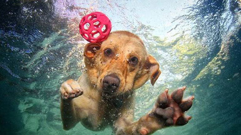 Οι Pet Friendly παραλίες: Πού  μπορείτε να κολυμπήσετε με τον σκύλο σας νόμιμα