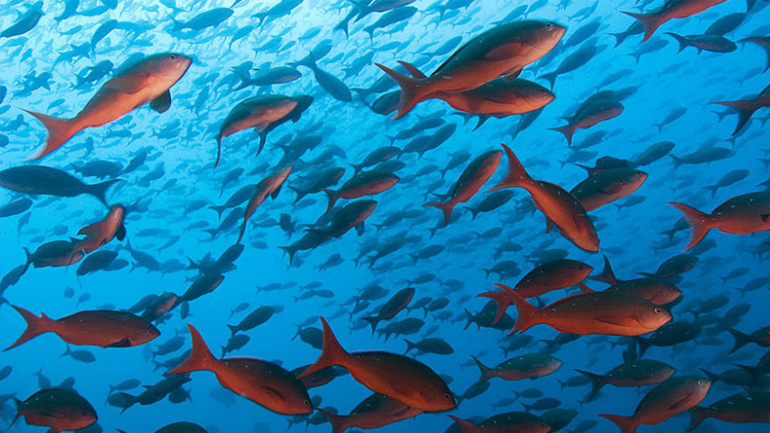 Τα ψάρια μπορούν να αναγνωρίσουν τα ανθρώπινα πρόσωπα