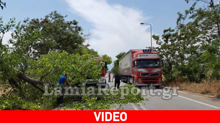 Πτώση δένδρου  στο ύψος της ΒΙ.ΠΕ. Λαμίας – κινδύνεψε οδηγός