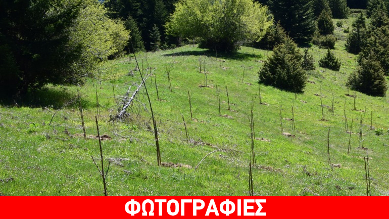 Ολοκληρώθηκε ο εμπλουτισμός βιοτόπων της αρκούδας στην περιοχή του Εθνικού Δρυμού Οίτης