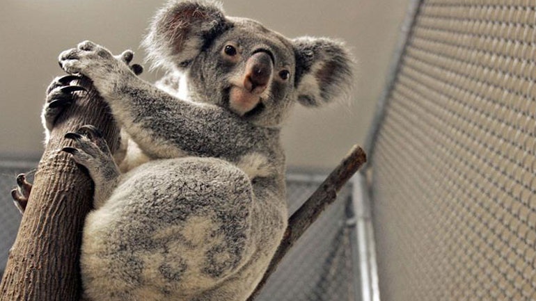 Αυστραλία: Διάθεση 8,91 εκ. δολαρίων για τη διάσωση των κοάλα