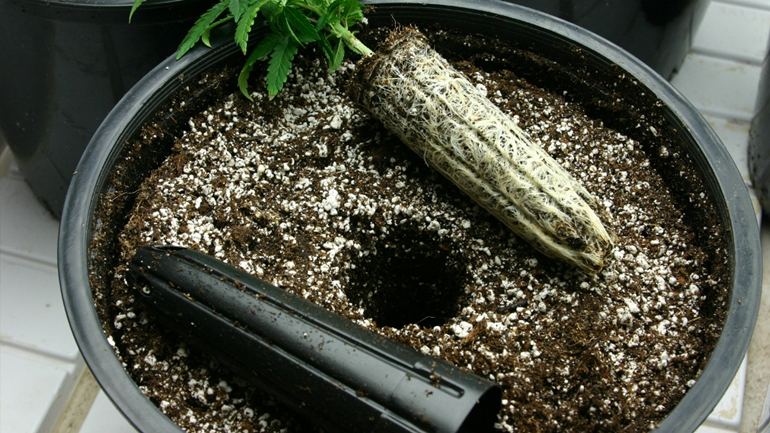 Κρήτη: Είχε αδυναμία στα… γλαστράκια κάνναβης