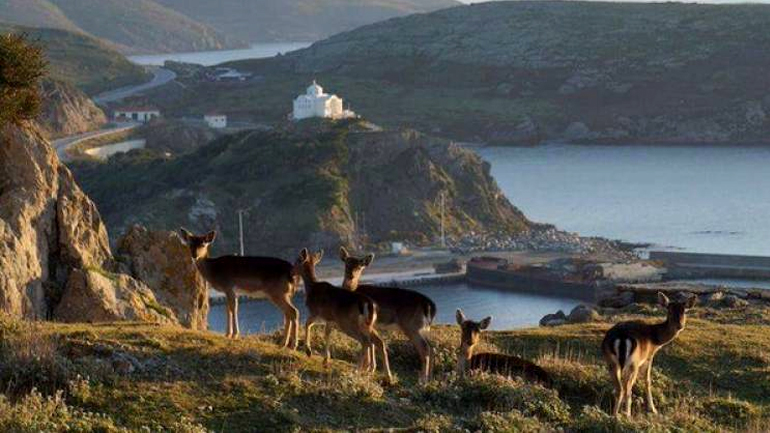 Νεκρό ελάφι στη Λήμνο