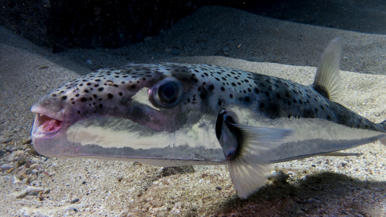 Προσοχή στο ψάρι λαγοκέφαλος!