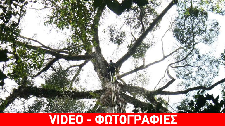 Μαλαισία: Επιστήμονες ανακάλυψαν το ψηλότερο δέντρο στον κόσμο