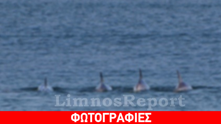 Βόλτα ανοικτά της Λήμνου παρέα με… δελφίνια!