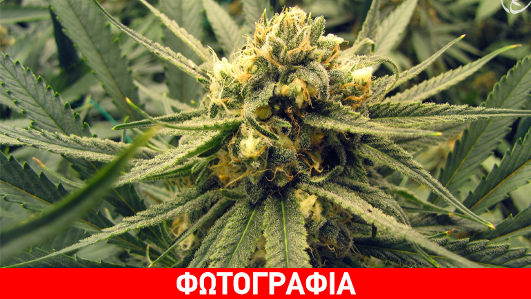 Ξάνθη: Τα δενδρύλλια τον έστειλαν… κρατητήριο