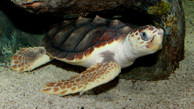 Πρόστιμα σε όσους ενοχλούν… τις χελώνες Καρέτα Καρέτα