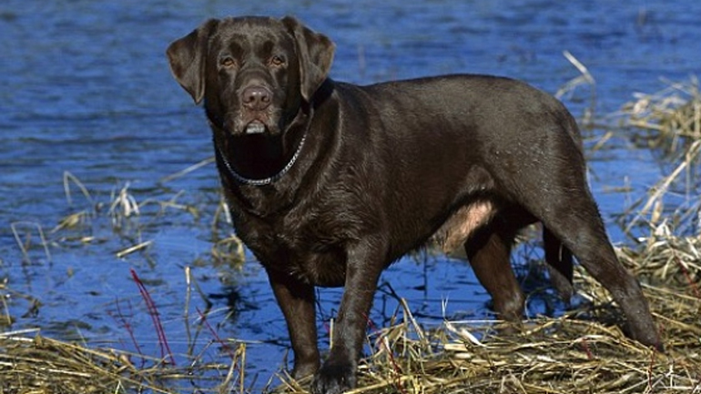 Κρήτη: Συγκρούστηκε με σκύλο και μεταφέρθηκε στο νοσοκομείο
