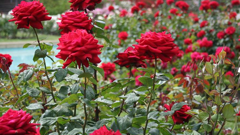 Γεμίστε την βεράντα σας με τριαντάφυλλα