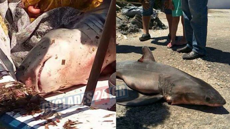 Λευκός καρχαρίας πιάστηκε στη Σύρο