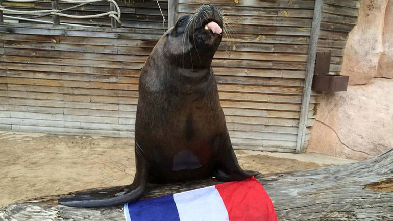 Βρέθηκε ο διάδοχος του «Πολ του χταποδιού» «μάντεψε» τη νίκη της Γαλλίας