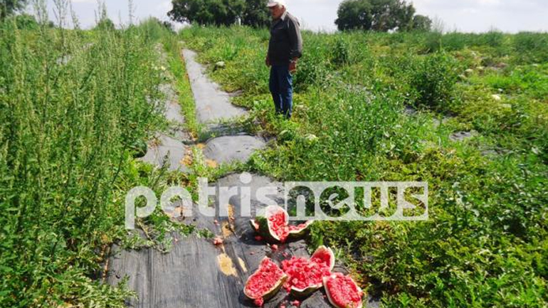 Σε απόγνωση οι παραγωγοί καρπουζιού στην Ηλεία