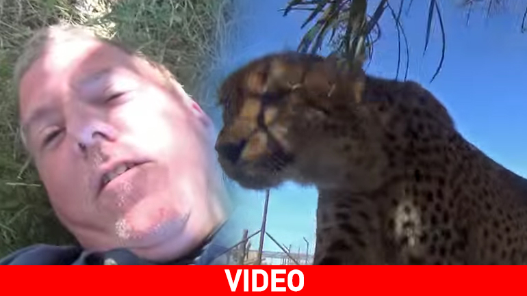 Συναρπαστικό βίντεο: Τσιτάχ πλησίασε άνθρωπο ενώ κοιμόταν…