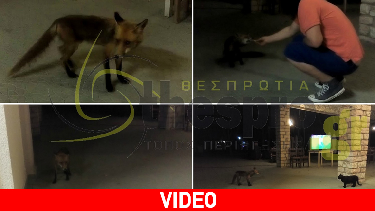 Μικρή αλεπού τρώει από το χέρι ανθρώπων σε κάμπινγκ στην Ηγουμενίτσα!