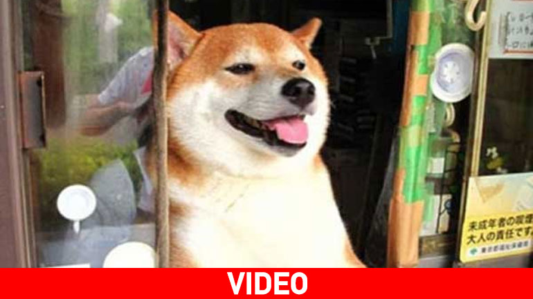 Τόκιο: Το πρώτο περίπτερο με υπάλληλο έναν… σκύλο Τόκιο: Το πρώτο περίπτερο με υπάλληλο έναν… σκύλο