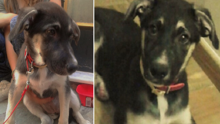 Κουταβίτσα αναζητεί μόνιμο σπίτι