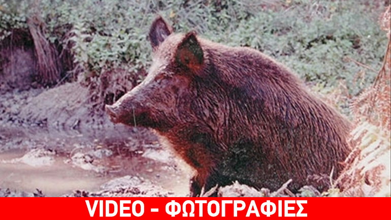 Φθιώτιδα: Αγριογούρουνα έκοβαν βόλτες στoυς δρόμους της Πελασγίας