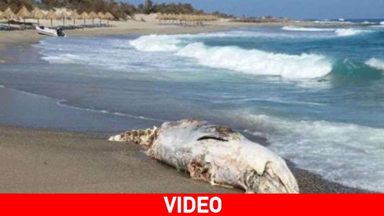 Φάλαινα ξεβράστηκε σε παραλία του νησιού Χρυσή της Ιεράπετρας