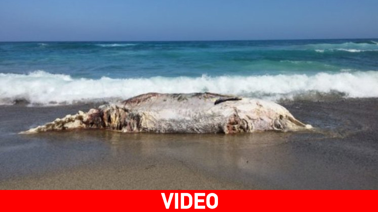 Νεκρή φάλαινα εκβράστηκε στην Ιεράπετρα