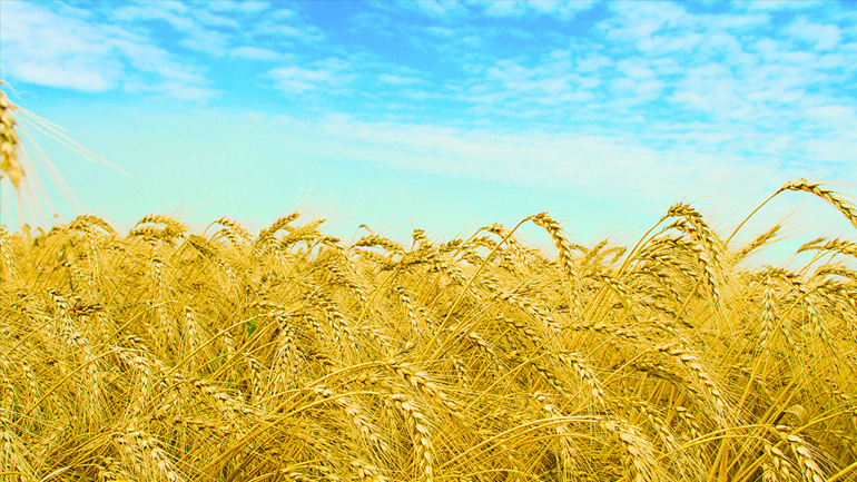 Πάει καλά φέτος η σοδειά…