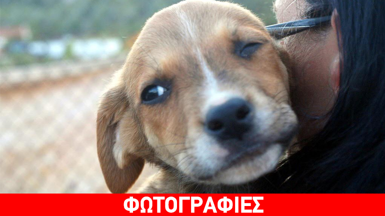 Αγκαλιάστε τον Lemon και αποκτήστε έναν πραγματικό φίλο!