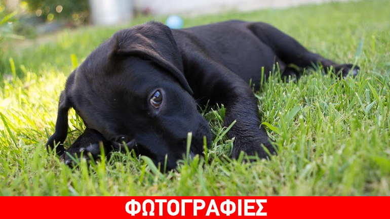 Υιοθετήστε την Πίξι – Η αγάπη της θα σας αποζημιώσει…