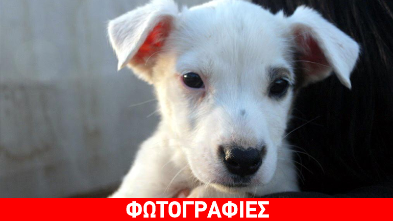 Χαρίζεται η κουταβίτσα Liberty