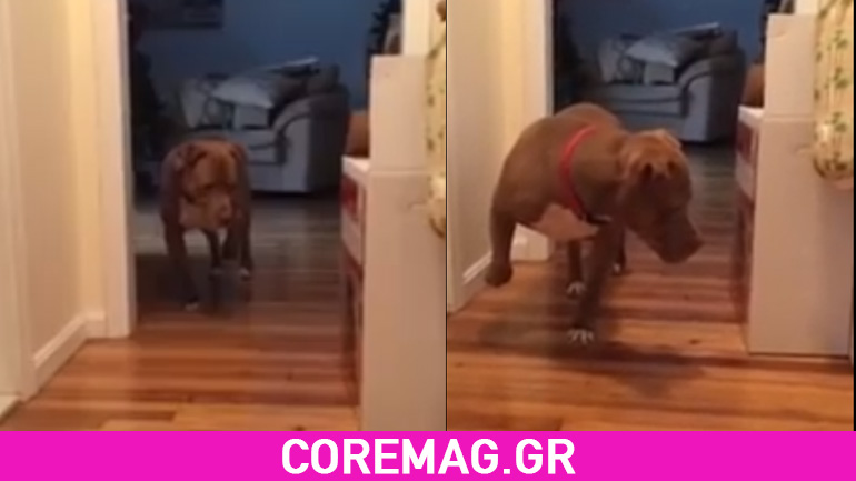 Σκύλος περπατάει στις μύτες των ποδιών για να μην ξυπνήσει τη γάτα