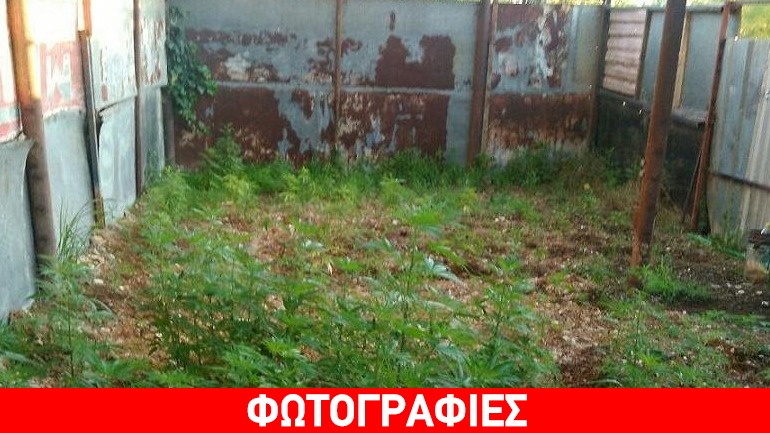 Θεσσαλονίκη: Συλλήψεις για καλλιέργεια κάνναβης