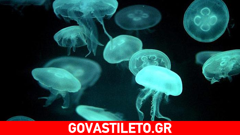 Το καλύτερο γιατροσόφι για τις τσούχτρες