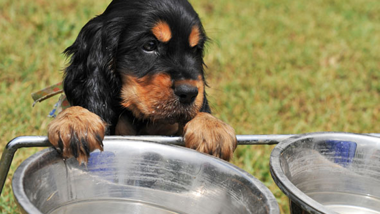 Δοχεία νερού για τα αδέσποτα από τον Δήμο της Αθήνας σε 42 σημεία