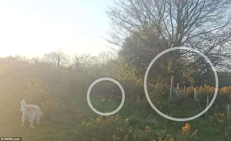 Πάντως ο σκύλος δεν φαίνεται να παρατηρεί κάτι περίεργο...