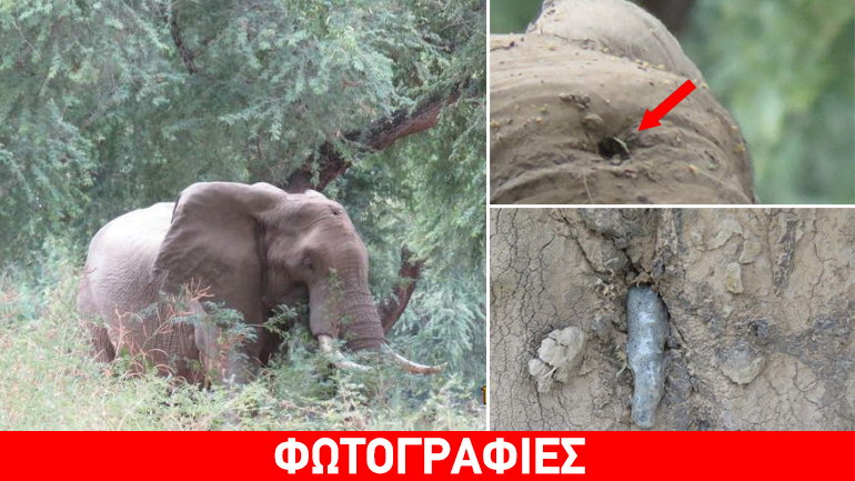 Ζιμπάμπουε: Το σημάδι του λαθροθήρα – Τυχερός ελέφαντας γλίτωσε τον θάνατο για πέντε εκατοστά